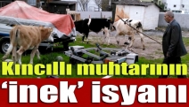 Kıncıllı muhtarının ‘inek’ isyanı