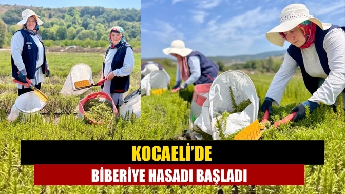 Kocaeli’de biberiye hasadı başladı