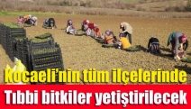 Kocaeli’nin tüm ilçelerinde tıbbi bitkiler yetiştirilecek