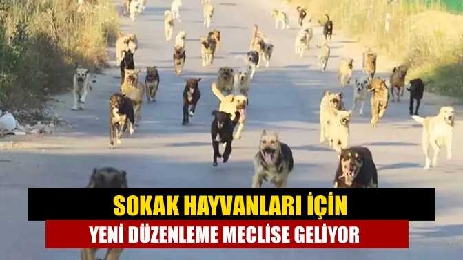 Sokak hayvanları için yeni düzenleme meclise geliyor