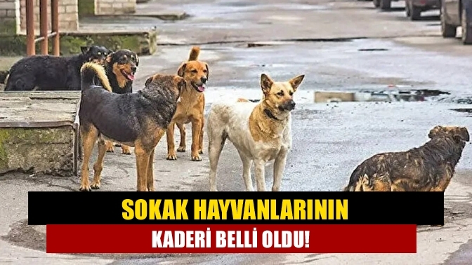 Sokak hayvanlarının kaderi belli oldu!