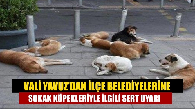 Vali Yavuz’dan ilçe belediyelerine sokak köpekleriyle ilgili sert uyarı