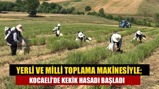 Yerli ve milli toplama makinesiyle; Kocaeli’de kekik hasadı başladı