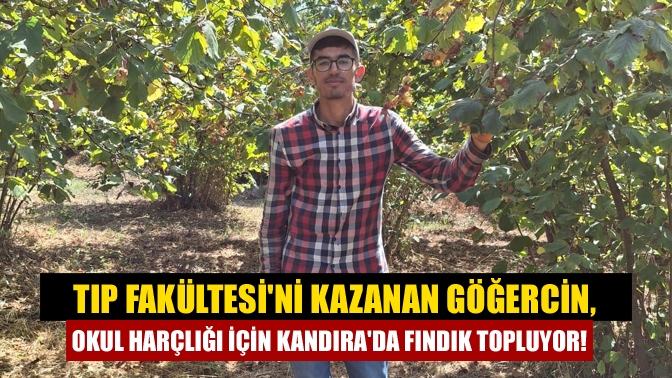 Tıp Fakültesi'ni kazanan Göğercin, okul harçlığı için Kandıra'da fındık topluyor!