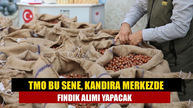 TMO Bu Sene, Kandıra Merkezde Fındık Alımı Yapacak