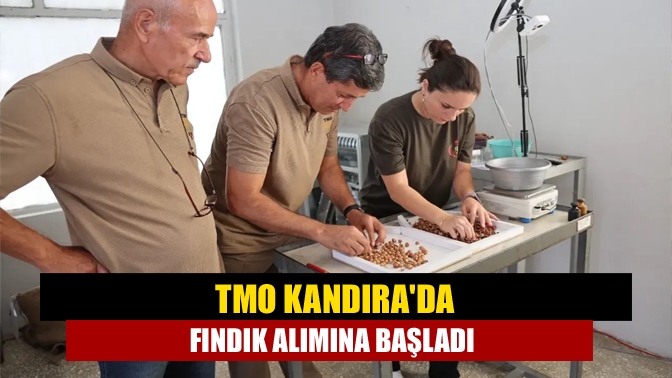 TMO Kandırada fındık alımına başladı