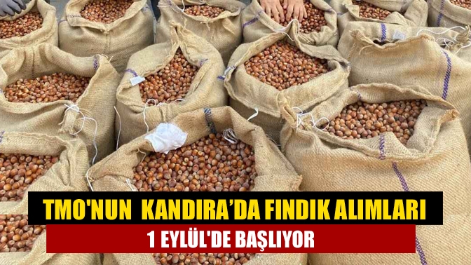 TMOnun Kandıra’da fındık alımları 1 Eylülde başlıyor