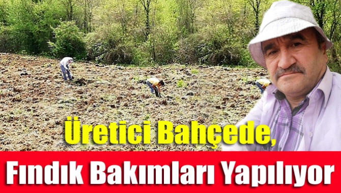 Üretici bahçede, fındık bakımları yapılıyor