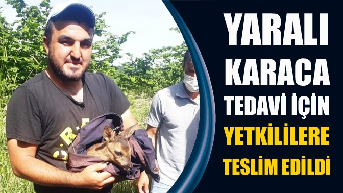 Yaralı karaca tedavi için yetkililere teslim edildi