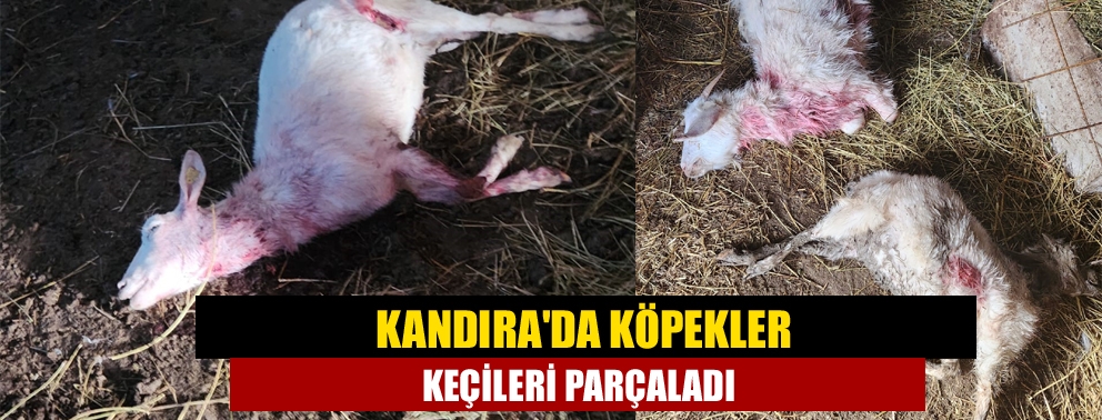 Kandıra'da köpekler Keçileri parçaladı