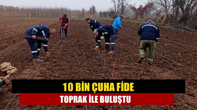 Orman Genel Müdürlüğünden alınan 10 bin adet çuha fidenin dikimini