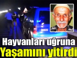 Kandıra İzmit yolu Çakıcaali mevkiinde yolun karşısına hayvanlarını geçirmeye çalışan