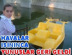 Havalar ısınınca yunuslar geri geldi Kand