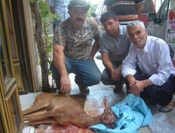 Kandıra pazaryerinde sabah saatlerinde  köpekler tarafından tellere sıkıştırılan ceylan