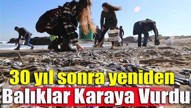 Kar suyunun denize ulaşmasıyla hamsi ve istavritler karaya vurdu. 