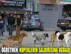 Kandıra merkezde sabah saatlerinde okula giden bir bayan öğretmen köpeklerin