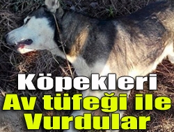 Kandıra Cezaevi Lojmanları yanındaki alanda 3 köpeğin tüfekle vurulmasına hayvanseverler