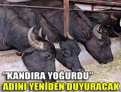 Manda sayısındaki azalma nedeniyle üretimi durma noktasına gelen meşhur Kandıra