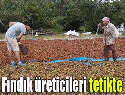Kandırada fındığını harman ve yol kenarında kurumaya bırakan üreticiler, ürünlerinin