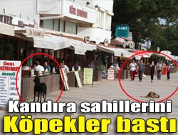 Kış aylarında Kerpe ve Cebeci sahilinde cirit atan köpekler, havaların