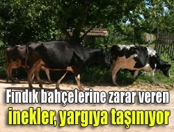 Bahçelerindeki sebze ve meyveleri talan eden, fındık ağaçlarına zarar veren