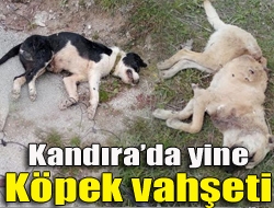 Kocaeli Doğa ve Hayvan Dostları Derneği üyeleri dün Kandıra Ağva