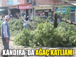 Kandıra Belediyesi, Cumhuriyet Caddesini genişletmek için cadde üzerindeki tüm ağaçları