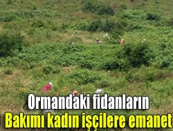 Geçtiğimiz yıllarda Orman Genel Müdürlüğü tarafından Gençleştirme Projesi adı altında
