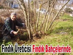 Fındık üreticisi fındık bahçelerinde Kandıra köylerinde fındıkçılıkla uğraşan çok sayıda üretici bu mevsimde bu