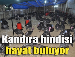 Kandıra da hindi popülâsyonun arttırılması için Kandıra Belediyesi Destek Hizmetleri