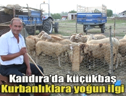 Kandırada kurbanlıkların satışı hızla devam ederken, büyükbaş kurbanlıkların pahalı olması