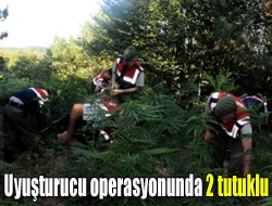 Kandıra'da düzenlenen uyuşturucu operasyonunda bin 200 kök Hint keneviri ele