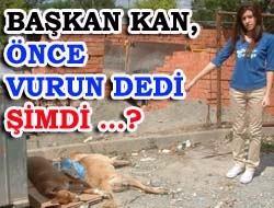 Kandıra Belediye zabıta ekipleri ilçemizde tüm sokak köpeklerini şikayet üzerine