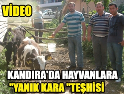 Kandıra’ya bağlı Beylerbeyi Köyü’nde 30 büyükbaş hayvan telef oldu. Veteriner