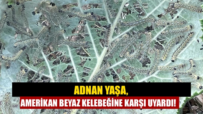Adapazarı Pancar Ekicileri Kooperatifi Kandıra Yetkilisi Adnan Yaşa, fındık bahçelerinde