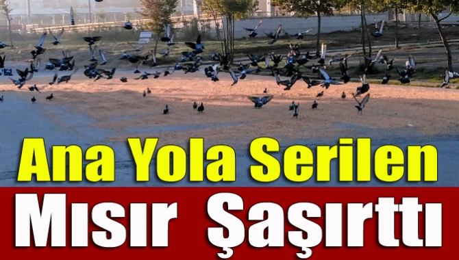 Kandıra pazar yerinin arkasındaki ana yola serilen mısır, görenleri şaşırttı.