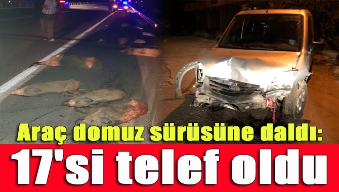Sakarya'nın Kaynarca ilçesinde panelvan aracın yolun karşısına geçmeye çalışan domuz