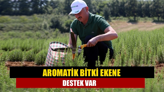 Kocaeli Büyükşehir Belediyesi’nin büyük önem verdiği Tıbbi ve Aromatik Bitki