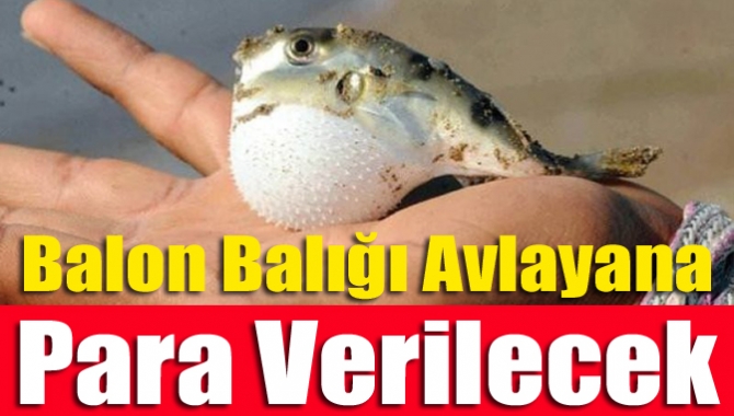 Balon balığı avcılığını teşvik etmek amacıyla bu yıl kuyruk başına