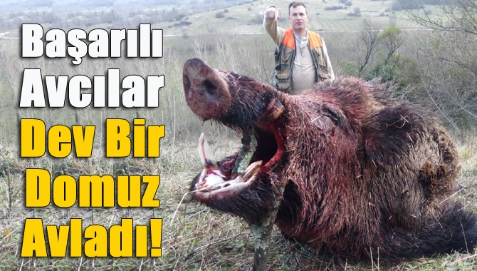 Kandıralı avcılar, Aladağ bölgesinde dev bir yaban domuzu avladılar.