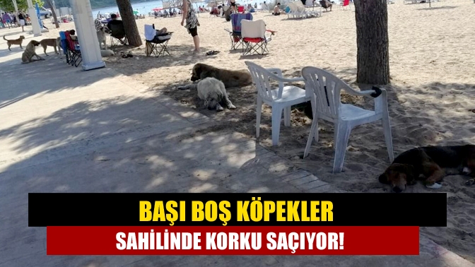 Kandıra Kurtyeri Kumcağız sahilinde başı boş köpekler vatandaşları korkutuyor.