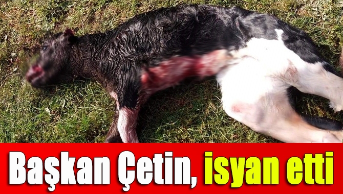 Kandıra Ziraat Odası Başkanı Erdal Çetin, yabani hayvan ve başıboş