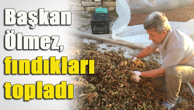 AK Parti Kandıra İlçe Başkanı Erol Ölmez, bahçesindeki fındıklarını topladı.