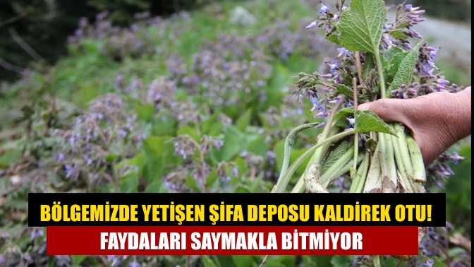 Bulunması zor olan Kaldirek (Hodan) Kandıra'daki köylerin dağlarından yetişen Şifa