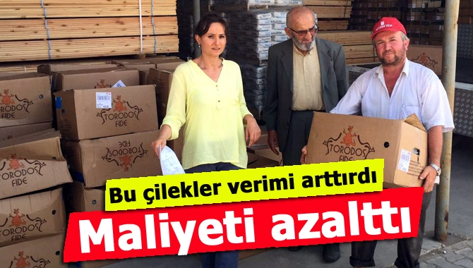 Büyükşehir Belediyesi tarafından verilen albion çeşidi çilek fideleri ile örnek