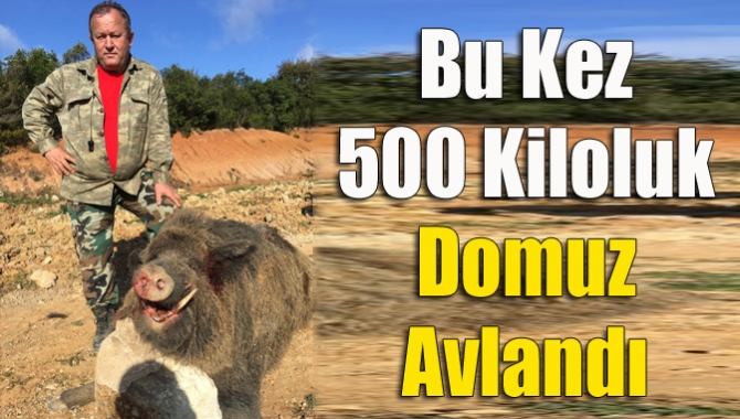 Kandıralı avcılar, Bollu Mahallesi Kalıncak mevkiinde 500 kiloluk yaban domuzunu