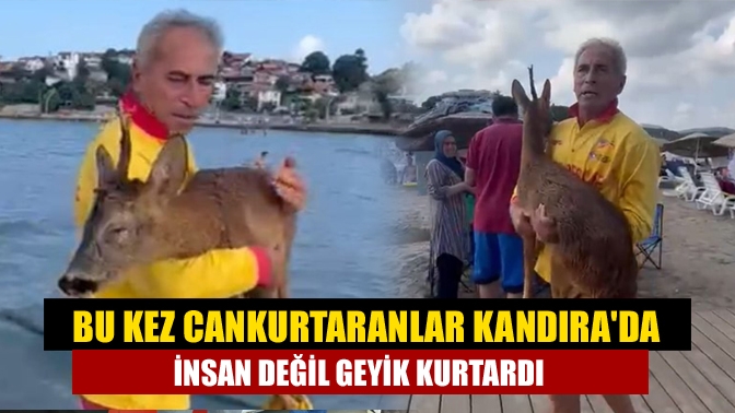 Kandıra Kerpe'de kayalıklarda mahsur kalan geyik, cankurtaranlar tarafından kurtarıldı. Bitkin