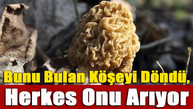Bahar aylarının gelmesi ile birlikte ormanlık alanlarda çalı diplerinde yetişen