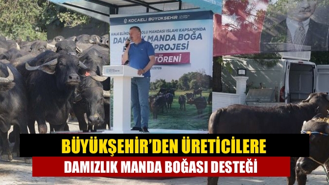 Büyükşehir’in desteği ile temin edilen damızlık manda boğaları, Kandıra’da Başkan