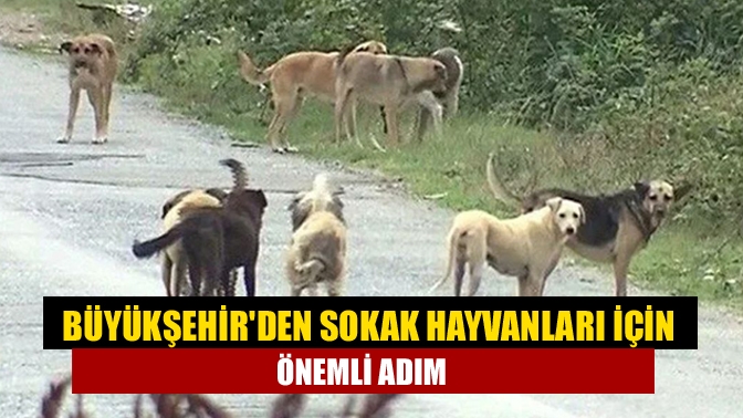 Kocaeli Büyükşehir Belediyesi, Sokak Hayvanları Eylem Planı kapsamında ilk adımı